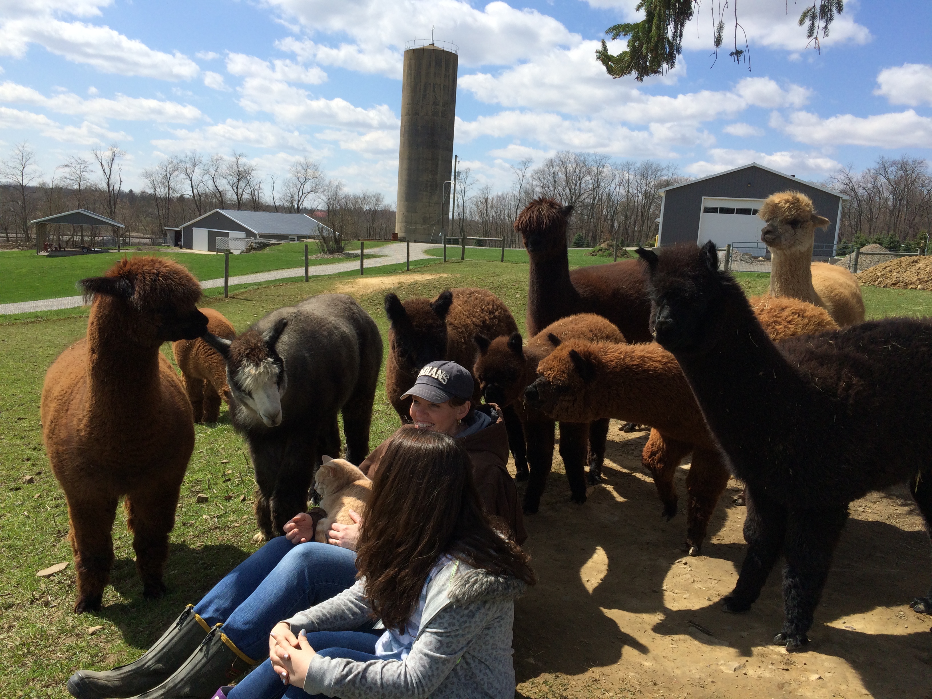Enjoying alpacas - April 2015