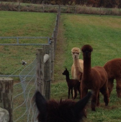 First look at Zoe's cria